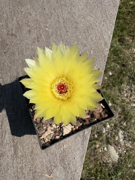 Parodoa ottonis